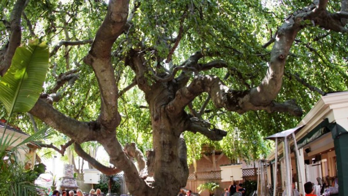 a group of people standing next to a tree