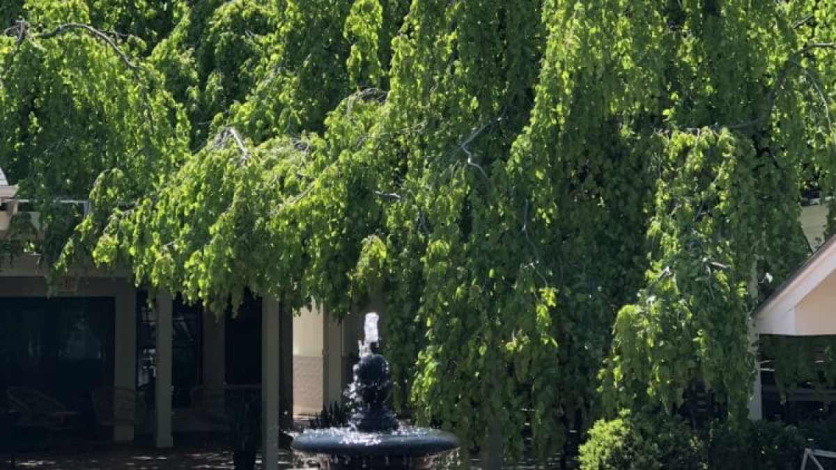 a person standing in front of a tree